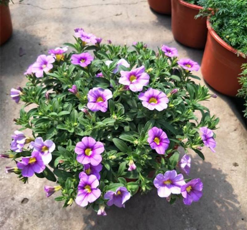 百万小玲盆栽花苗庭院花卉垂吊植物舞春花带花苞室外阳台花草