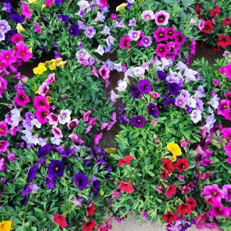 百万小玲盆栽花苗庭院花卉垂吊植物舞春花带花苞室外阳台花草
