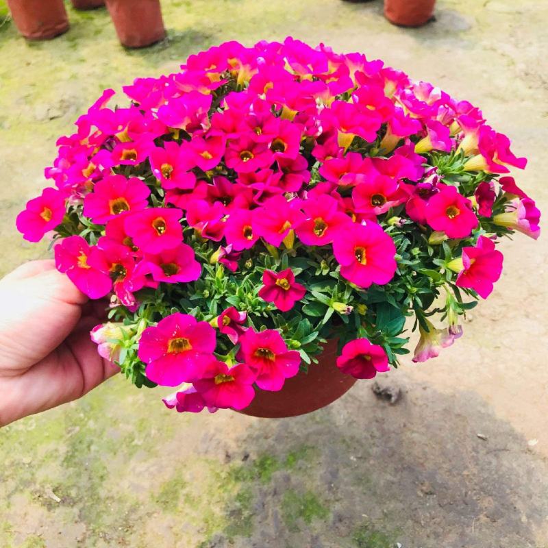百万小玲盆栽花苗庭院花卉垂吊植物舞春花带花苞室外阳台花草