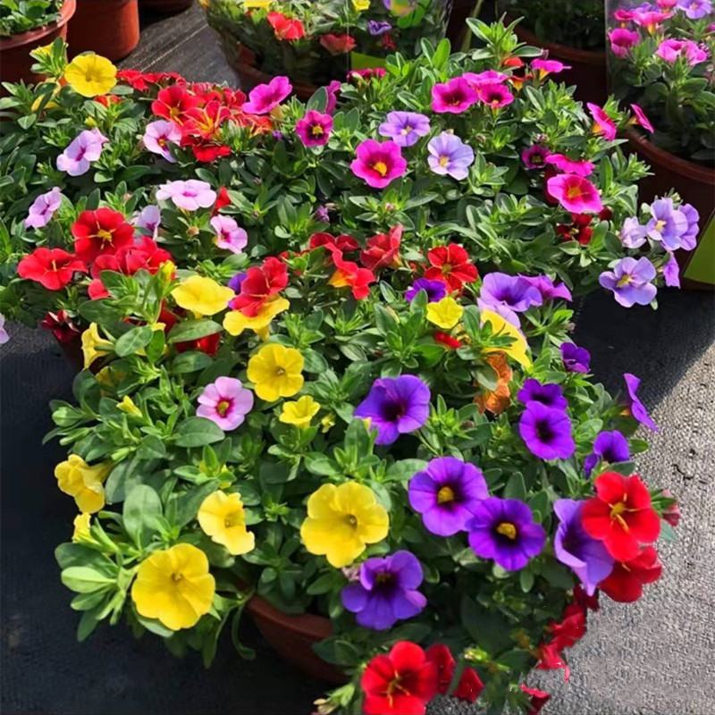 百万小玲盆栽花苗庭院花卉垂吊植物舞春花带花苞室外阳台花草