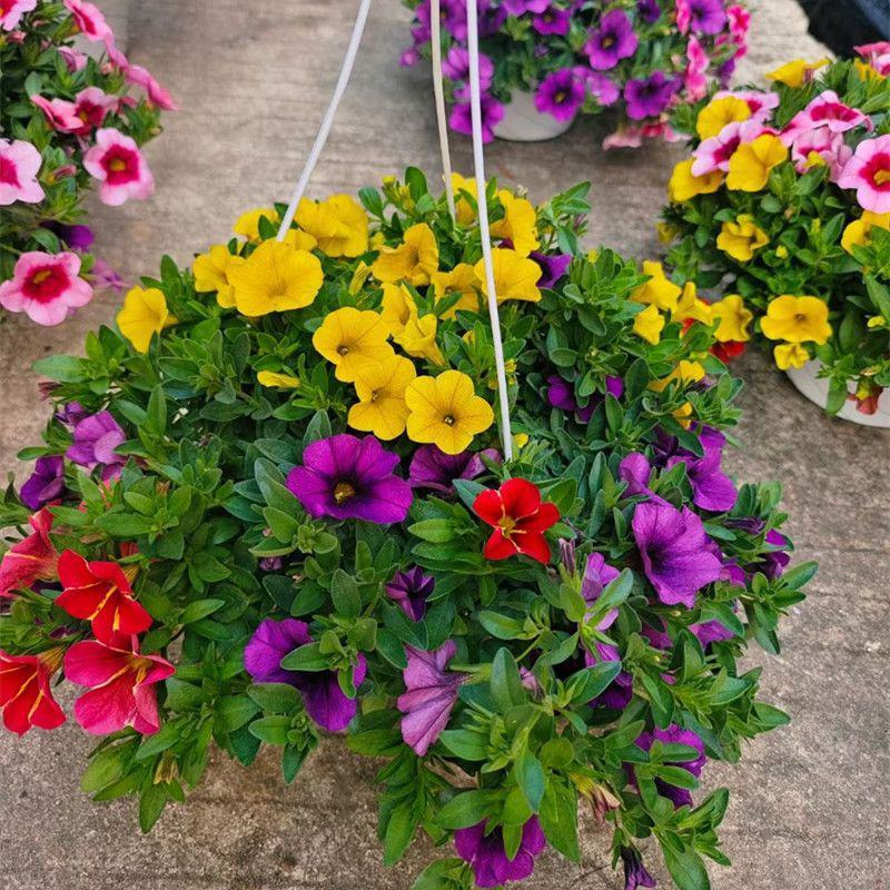 百万小玲盆栽花苗庭院花卉垂吊植物舞春花带花苞室外阳台花草
