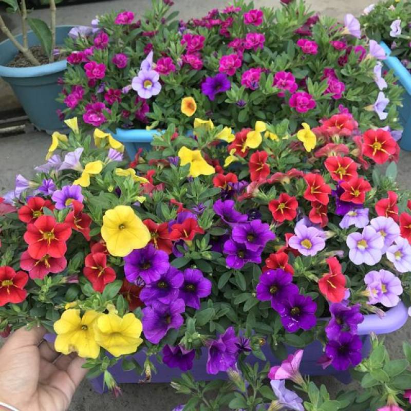 百万小玲盆栽花苗庭院花卉垂吊植物舞春花带花苞室外阳台花草