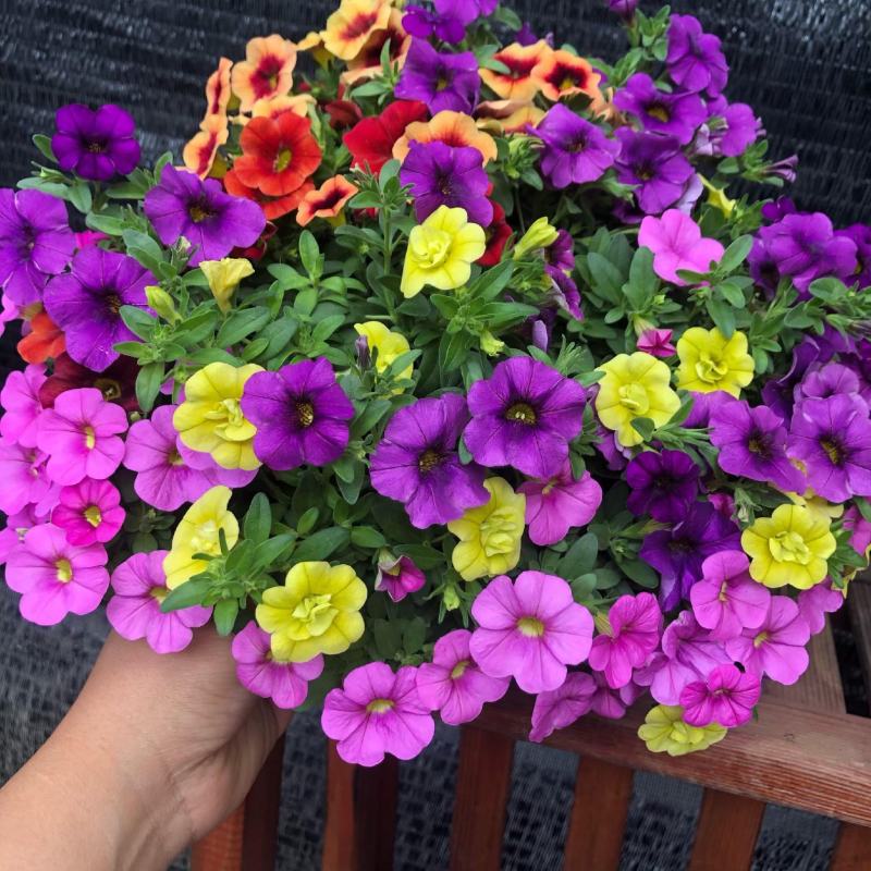 百万小玲盆栽花苗庭院花卉垂吊植物舞春花带花苞室外阳台花草