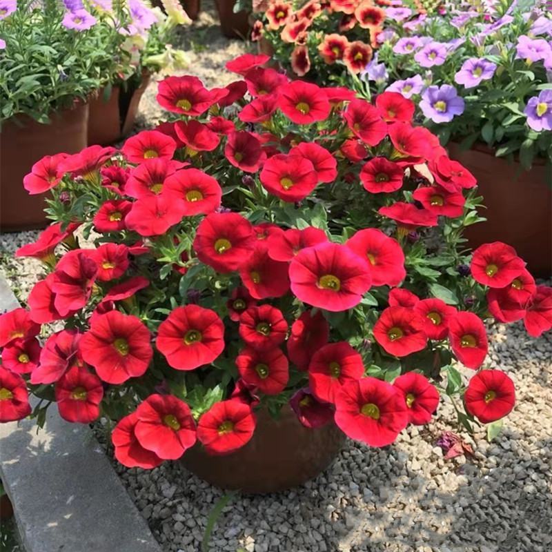 百万小玲盆栽花苗庭院花卉垂吊植物舞春花带花苞室外阳台花草