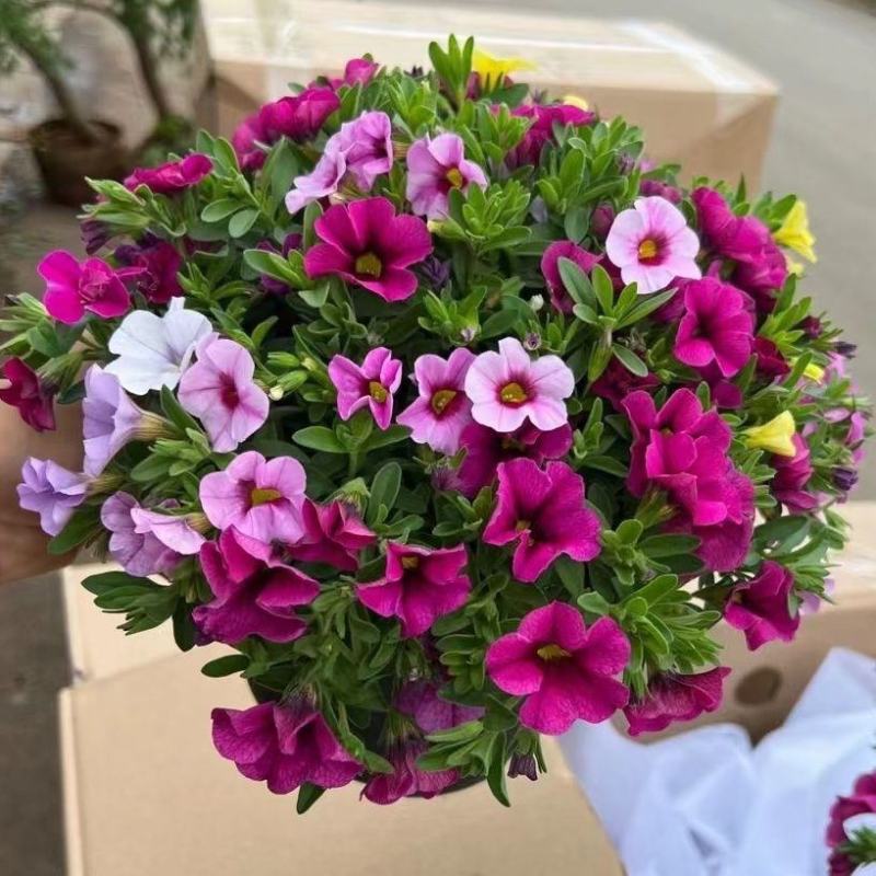 百万小玲盆栽花苗庭院花卉垂吊植物舞春花带花苞室外阳台花草