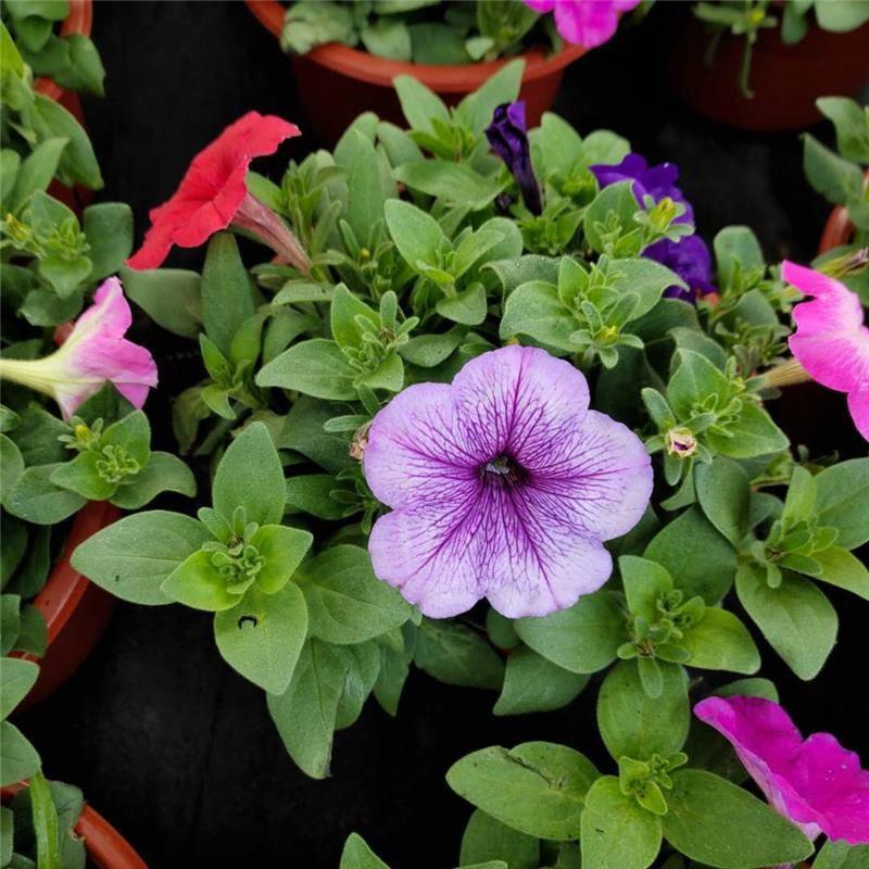 矮牵牛盆栽带花室外阳台庭院四季花卉垂吊牵牛花喇叭花苗带花