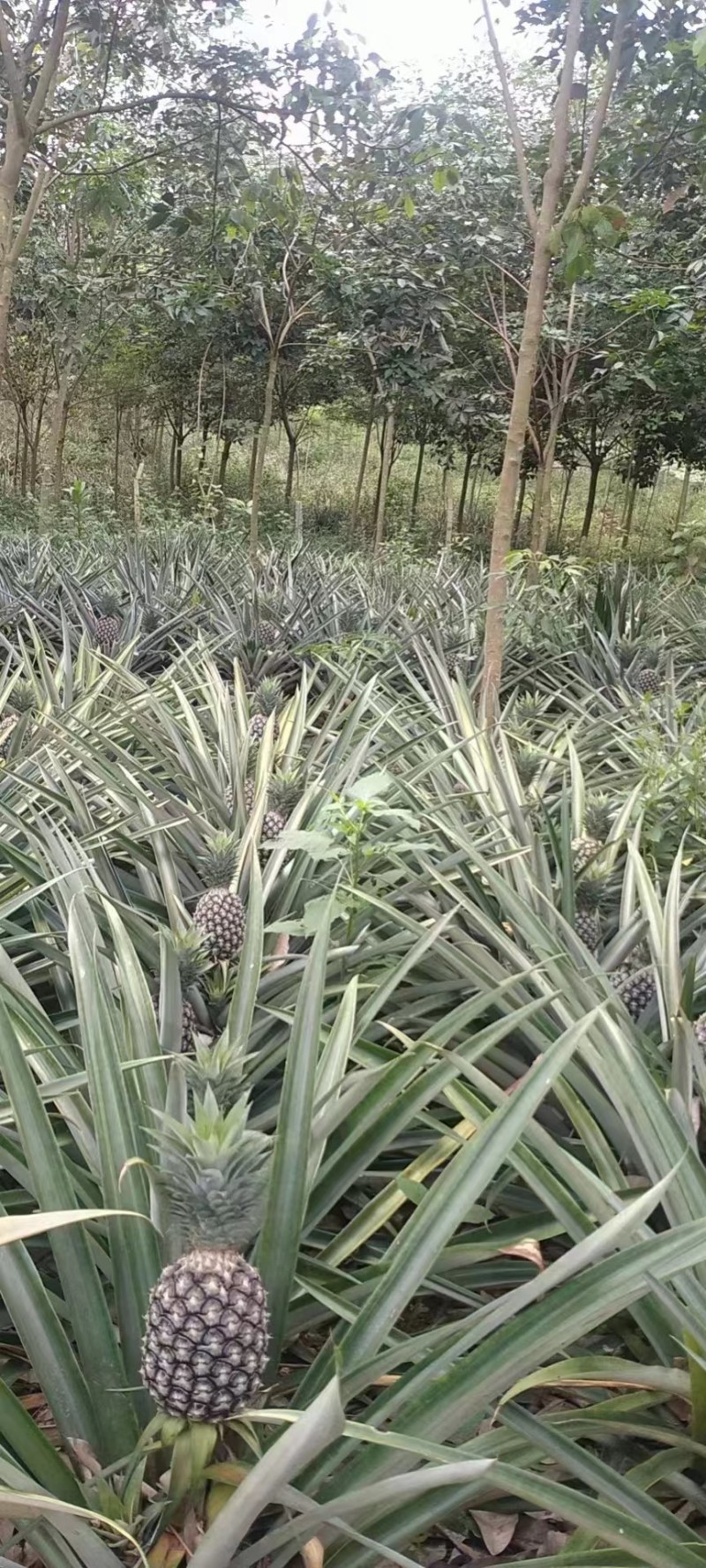 西双版纳无眼凤梨，汁多，量大从优，高山种植。