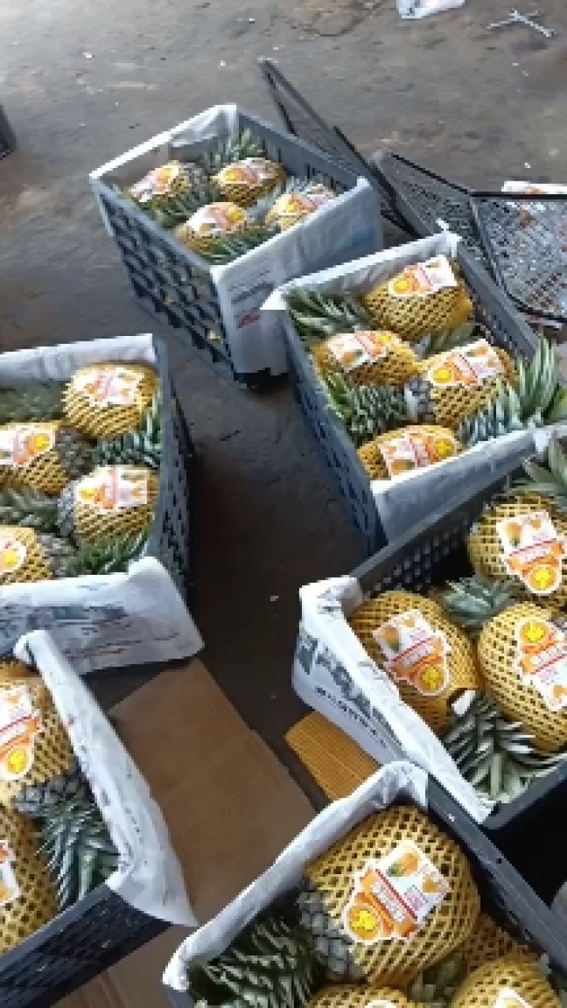 西双版纳无眼凤梨，汁多，量大从优，高山种植。