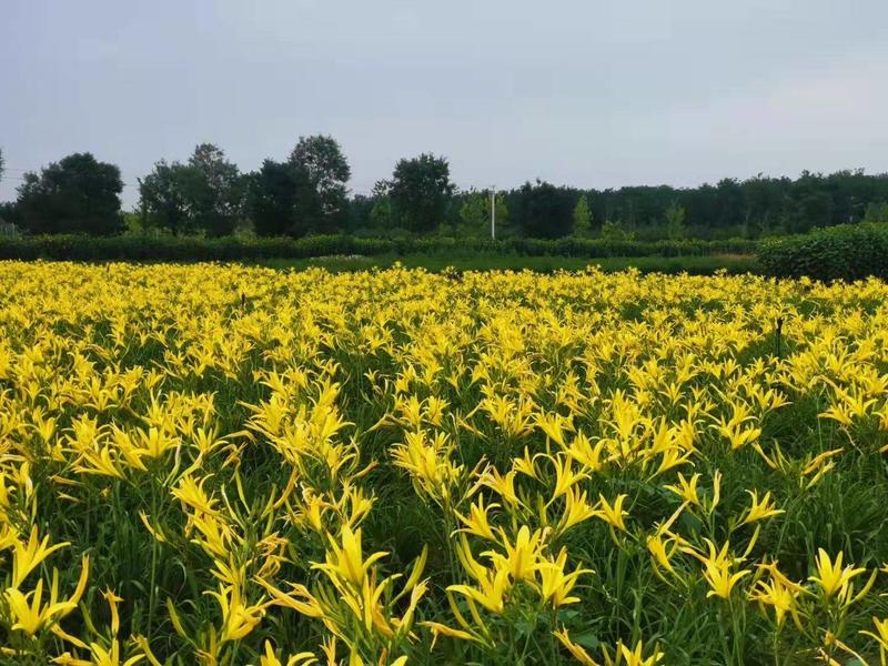 供应山西大同黄花菜种子金针菜种子萱草种子高产稳产抗病虫害