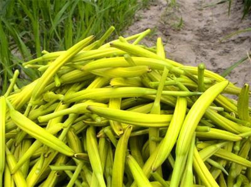 供应山西大同黄花菜种子金针菜种子萱草种子高产稳产抗病虫害