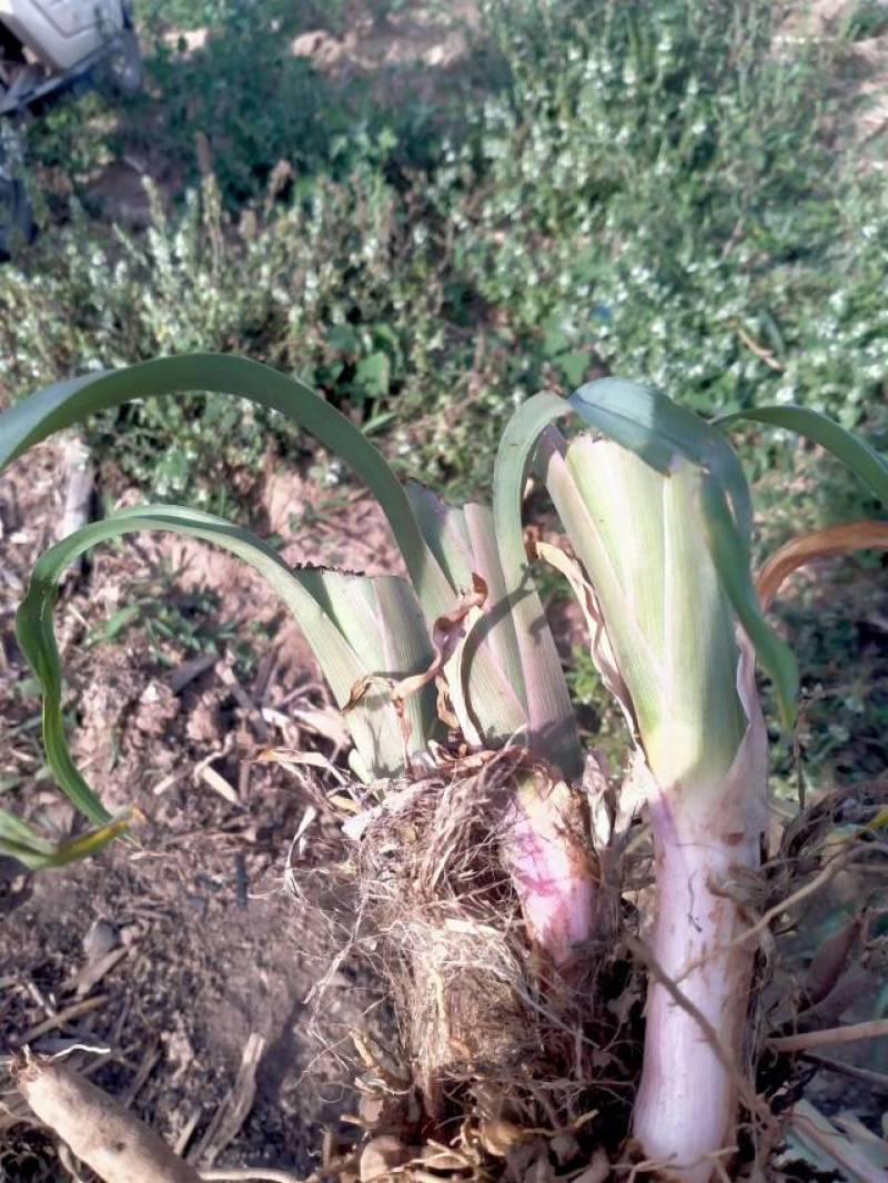 供应山西大同黄花菜种子金针菜种子萱草种子高产稳产抗病虫害