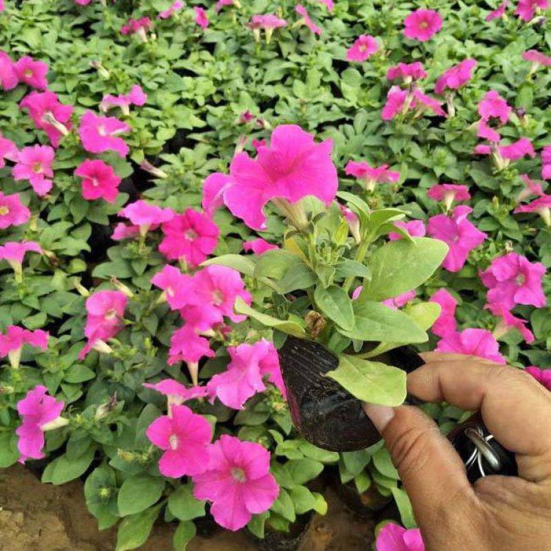 牵牛花喇叭花苗棵室外爬藤爬墙花卉混色开花不断盆栽