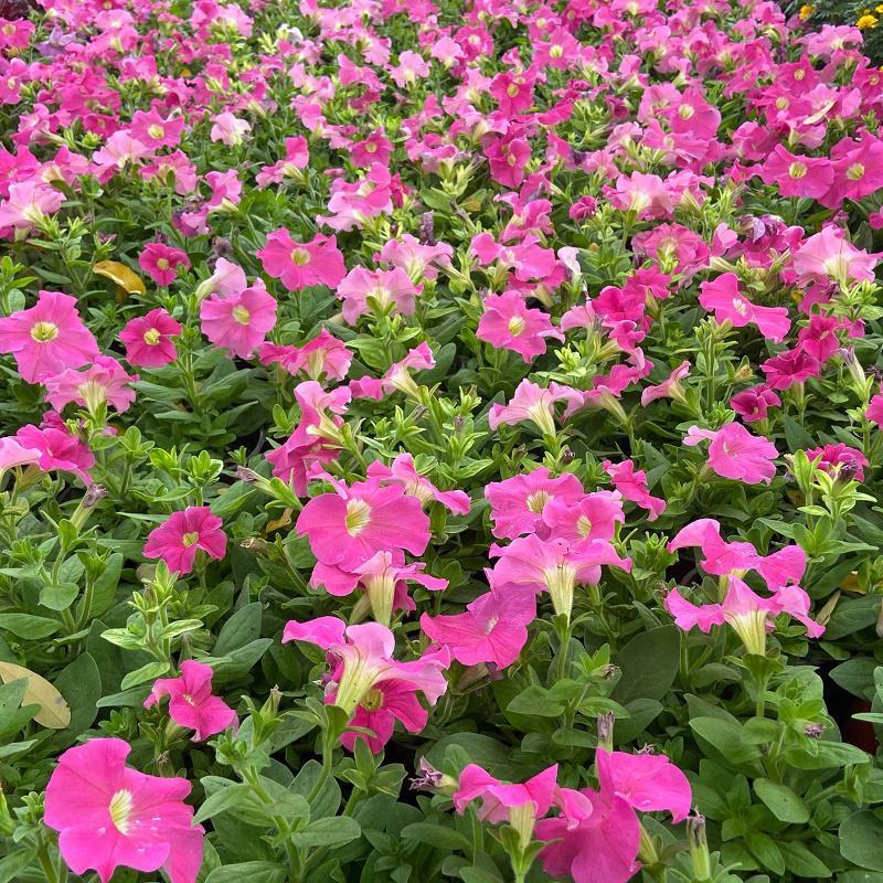 牵牛花喇叭花苗棵室外爬藤爬墙花卉混色开花不断盆栽
