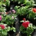 牵牛花喇叭花苗棵室外爬藤爬墙花卉混色开花不断盆栽