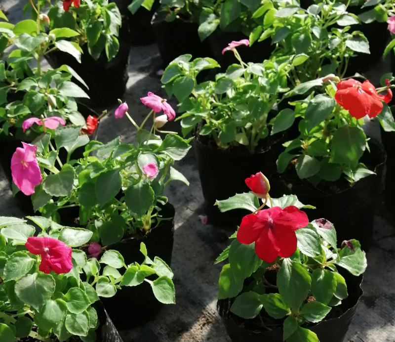 牵牛花喇叭花苗棵室外爬藤爬墙花卉混色开花不断盆栽