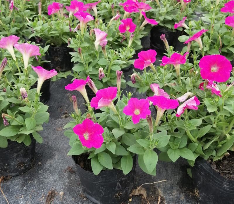 牵牛花喇叭花苗棵室外爬藤爬墙花卉混色开花不断盆栽
