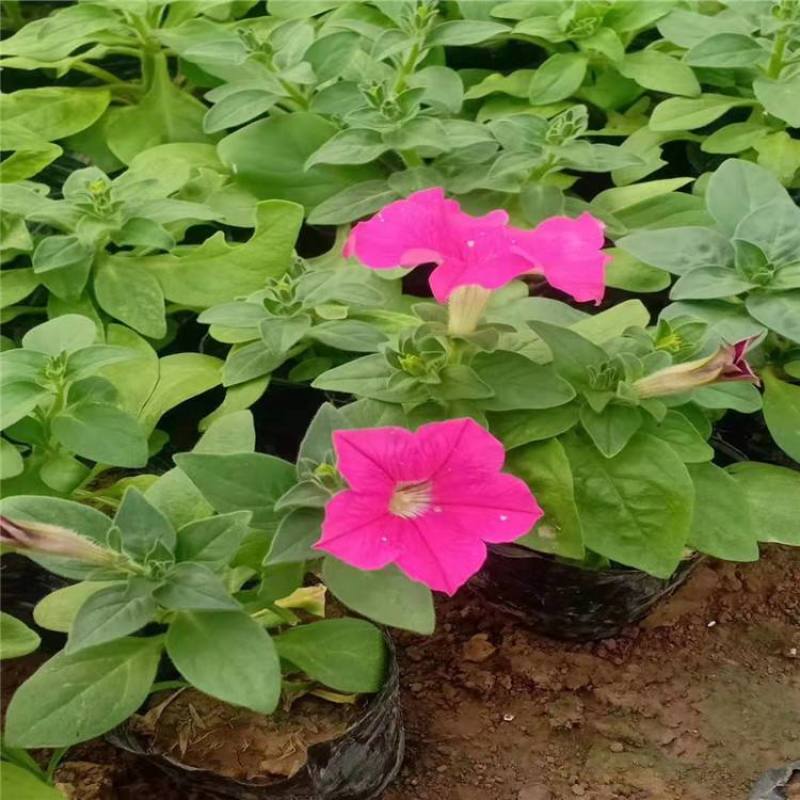 牵牛花喇叭花苗棵室外爬藤爬墙花卉混色开花不断盆栽