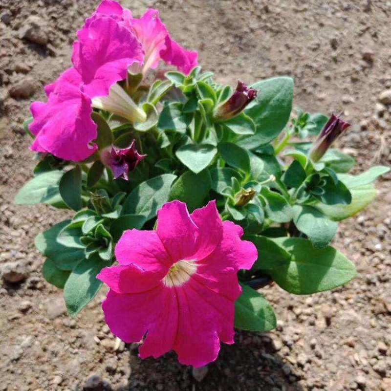 牵牛花喇叭花苗棵室外爬藤爬墙花卉混色开花不断盆栽
