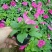 牵牛花喇叭花苗棵室外爬藤爬墙花卉混色开花不断盆栽