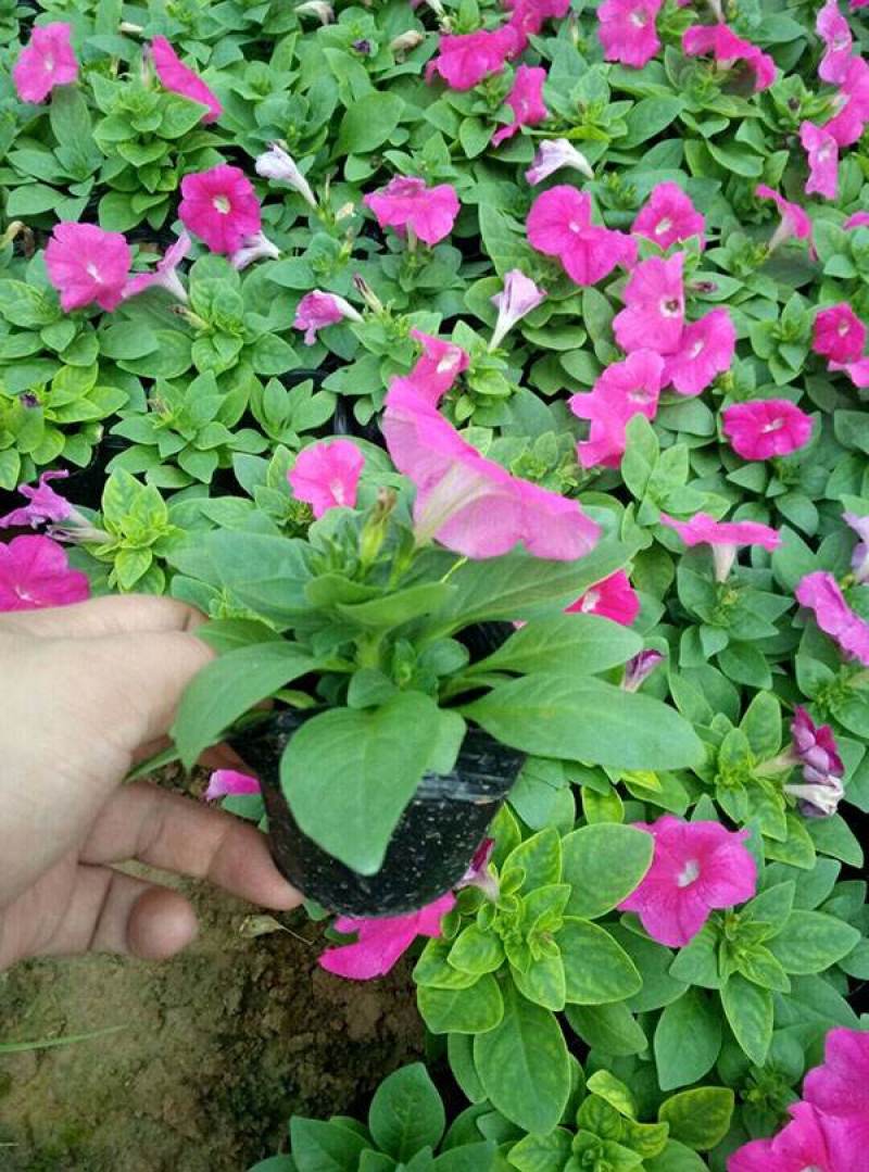 牵牛花喇叭花苗棵室外爬藤爬墙花卉混色开花不断盆栽