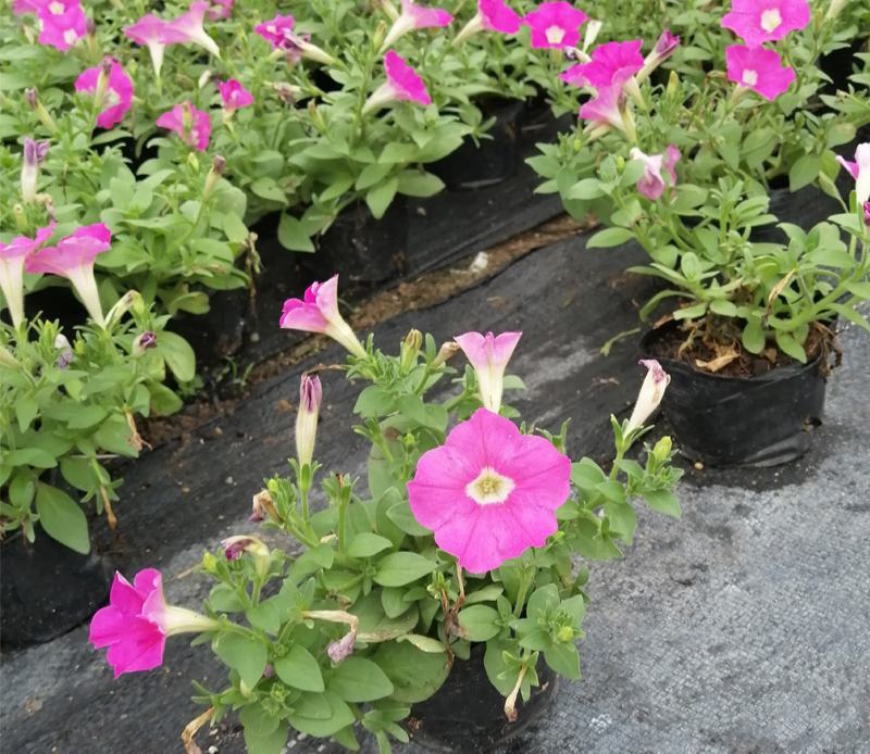 牵牛花喇叭花苗棵室外爬藤爬墙花卉混色开花不断盆栽