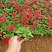 牵牛花喇叭花苗棵室外爬藤爬墙花卉混色开花不断盆栽