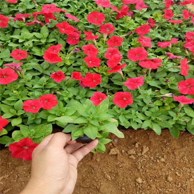 牵牛花喇叭花苗棵室外爬藤爬墙花卉混色开花不断盆栽
