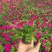 牵牛花喇叭花苗棵室外爬藤爬墙花卉混色开花不断盆栽