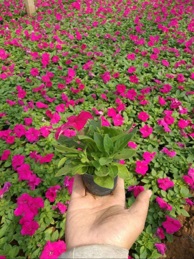 牵牛花喇叭花苗棵室外爬藤爬墙花卉混色开花不断盆栽