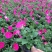 牵牛花喇叭花苗棵室外爬藤爬墙花卉混色开花不断盆栽