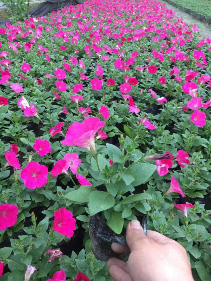 牵牛花喇叭花苗棵室外爬藤爬墙花卉混色开花不断盆栽