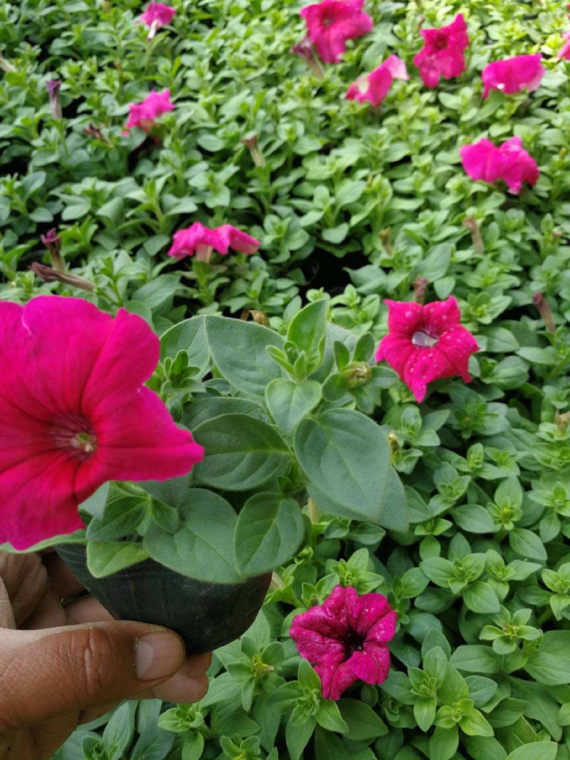 牵牛花喇叭花苗棵室外爬藤爬墙花卉混色开花不断盆栽