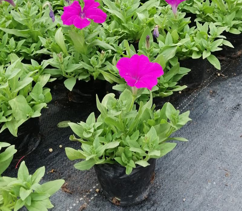 牵牛花喇叭花苗棵室外爬藤爬墙花卉混色开花不断盆栽