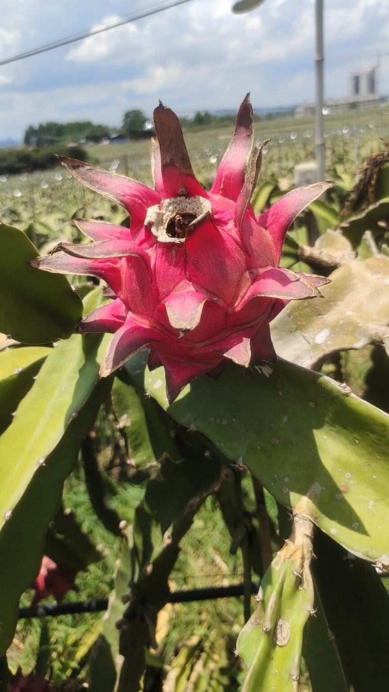 红心火龙果上市