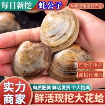 大花蛤优质花蛤当日鲜活现挖个大饱满量大从优