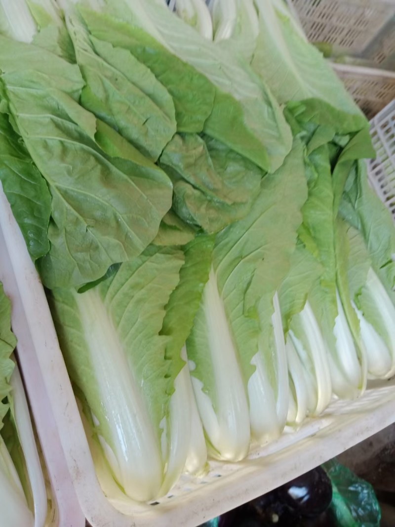 小白菜，叶片好无虫眼，质量放心有保证，需要的联系，基地大
