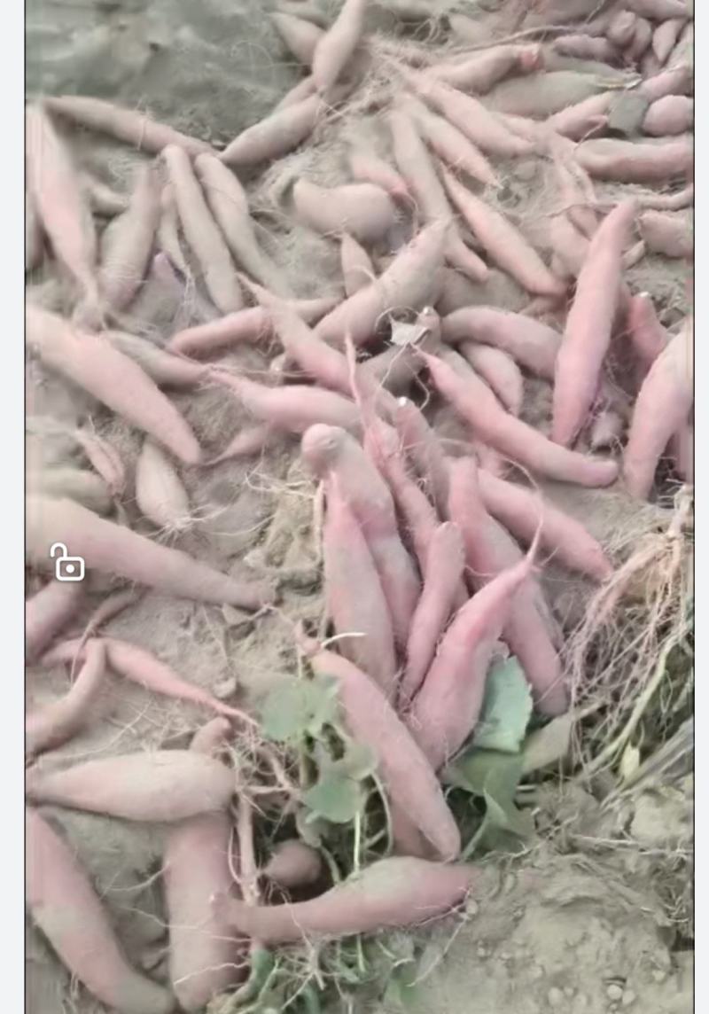 自家种植西瓜红，大量出售
