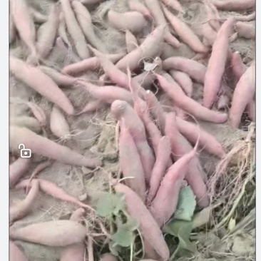 自家种植西瓜红，大量出售