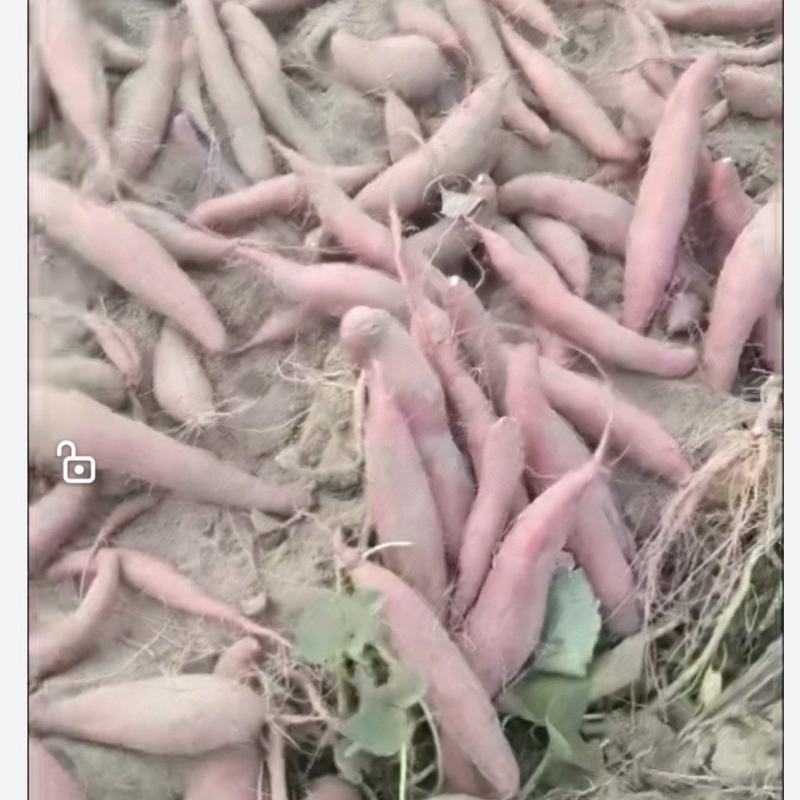 自家种植西瓜红，大量出售