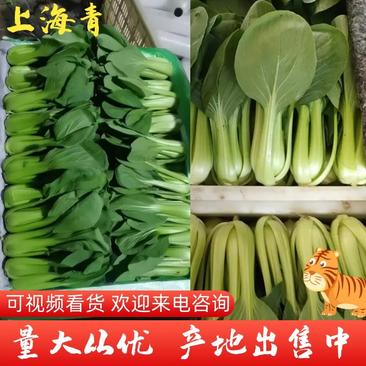 产地小油菜，上海青大量供应，可提供商超，批发市场