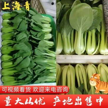 产地小油菜,上海青大量供应,可提供商超,批发市场