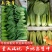 产地小油菜,上海青大量供应,可提供商超,批发市场