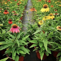 松果菊盆栽阳台庭院花园多年生好养宿根花卉耐寒耐热开花植物