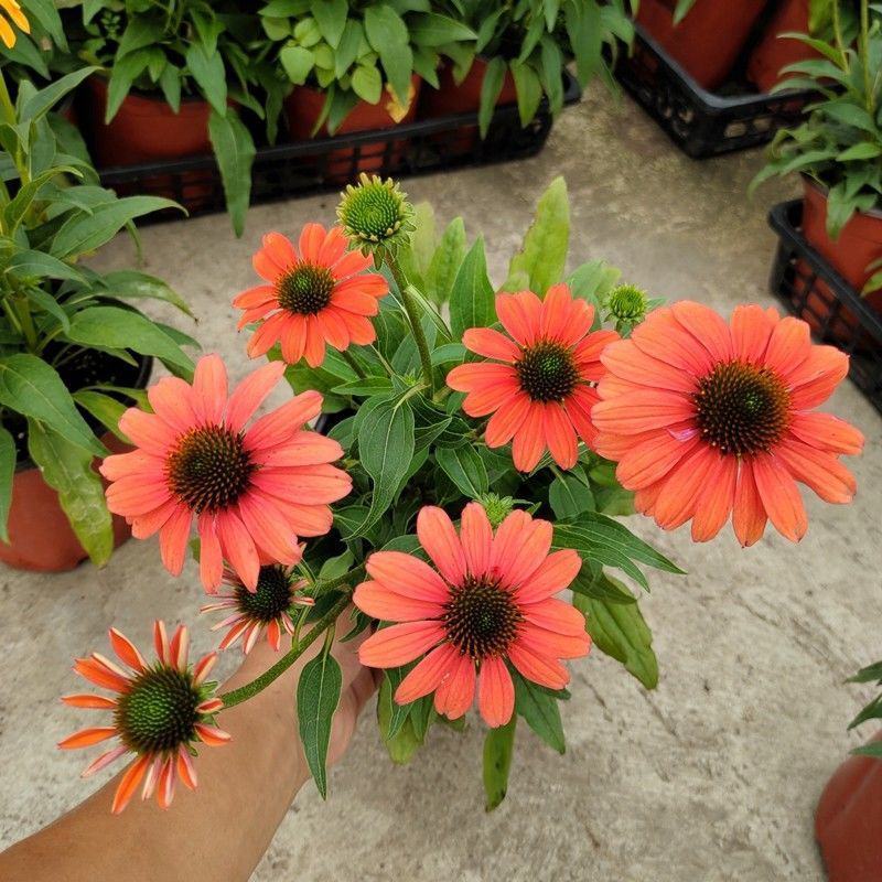 松果菊盆栽阳台庭院花园多年生好养宿根花卉耐寒耐热开花植物