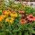 松果菊盆栽阳台庭院花园多年生好养宿根花卉耐寒耐热开花植物