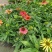 松果菊盆栽阳台庭院花园多年生好养宿根花卉耐寒耐热开花植物