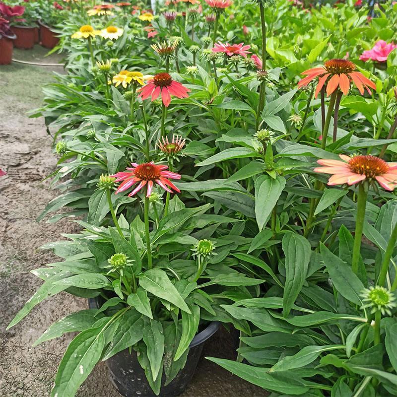 松果菊盆栽阳台庭院花园多年生好养宿根花卉耐寒耐热开花植物
