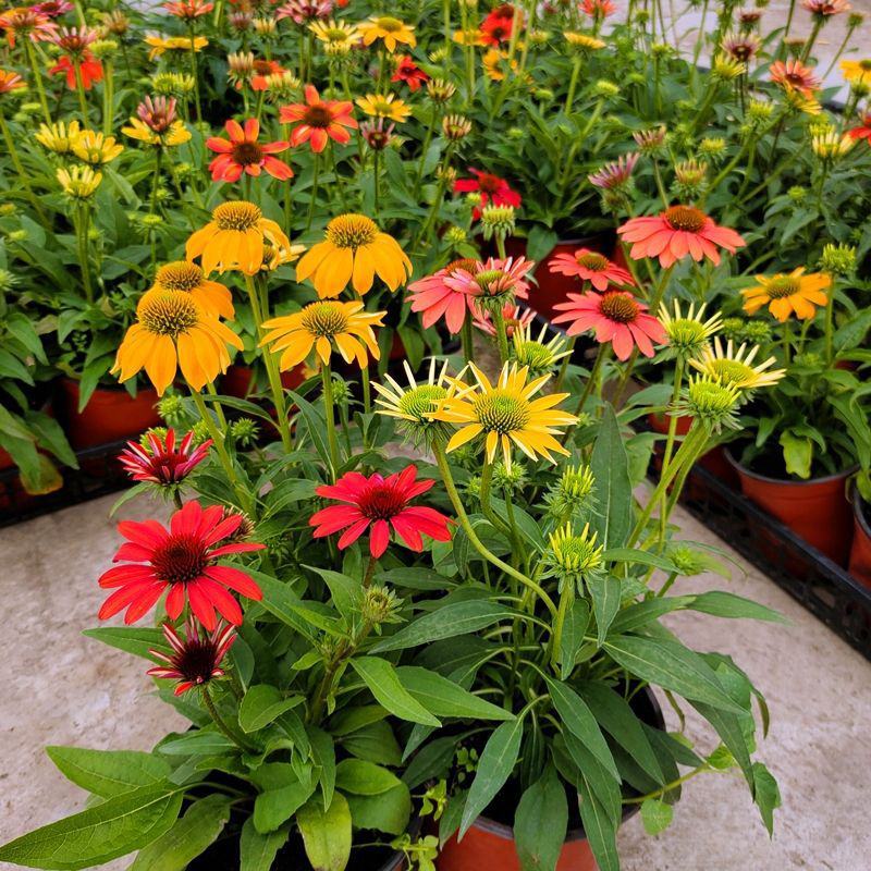 松果菊盆栽阳台庭院花园多年生好养宿根花卉耐寒耐热开花植物