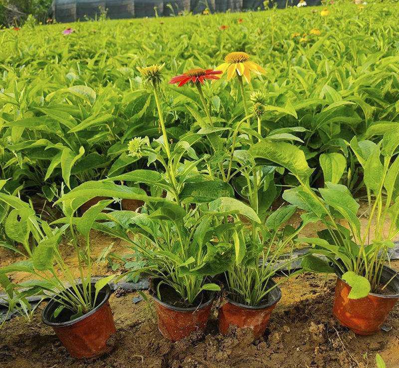 松果菊盆栽阳台庭院花园多年生好养宿根花卉耐寒耐热开花植物