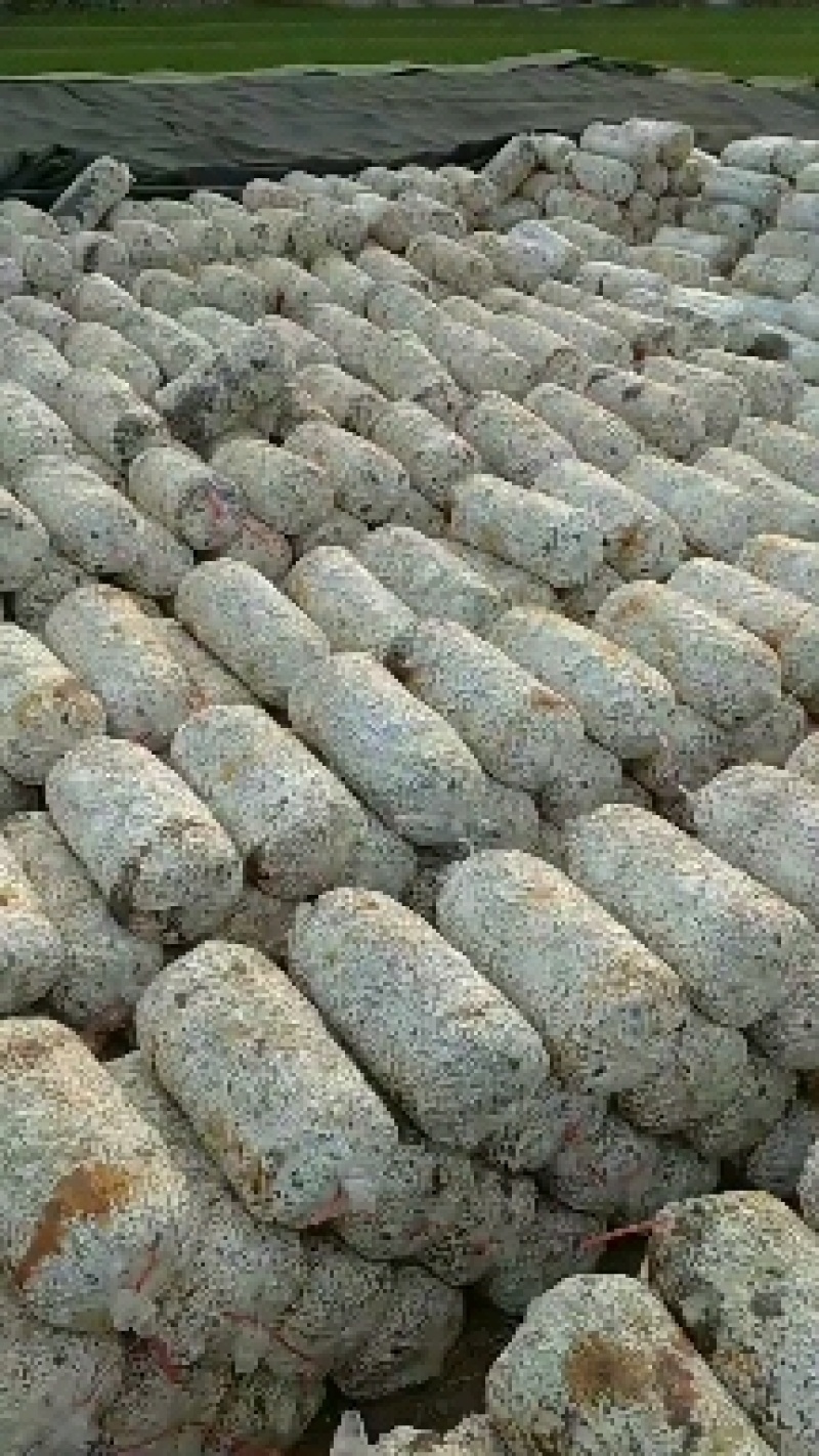 发酵料出菇平菇菌包大量供应，抗病率高，产量高